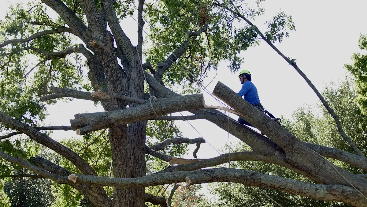 Professional Crown Thinning performed by certified arborists in Aztec